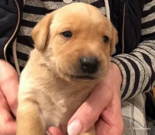 Beautiful KC reg Labrador Retriever pups. for sale in Ivybridge, Devon - Image 3