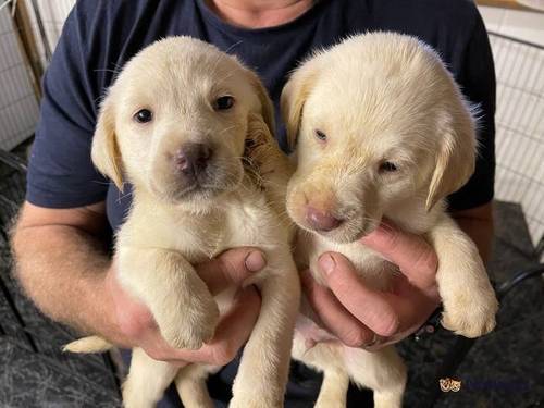 KC Pure Silver, charcoal & champ labrador puppies for sale in Braughing, Ware - Image 2