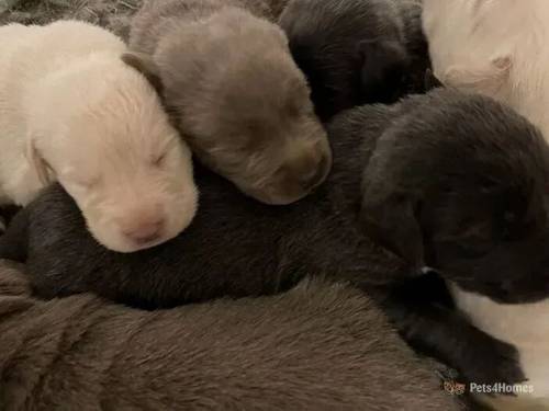 KC Pure Silver, charcoal & champ labrador puppies for sale in Braughing, Ware - Image 3