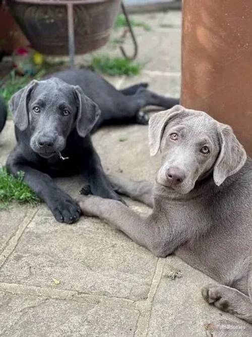 KC Pure Silver, charcoal & champ labrador puppies for sale in Braughing, Ware - Image 5