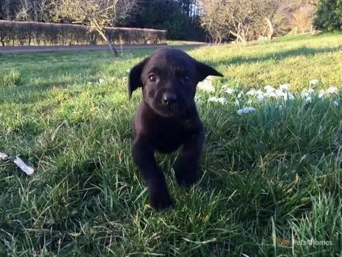 *Ready to Go * KC Reg Black and Yellow Labradors for sale in Barleythorpe, Oakham - Image 1