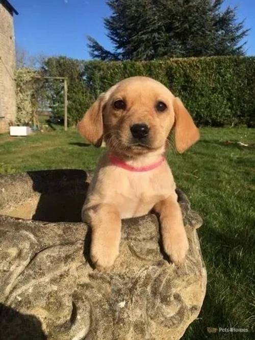 *Ready to Go * KC Reg Black and Yellow Labradors for sale in Barleythorpe, Oakham - Image 4