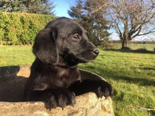 *Ready to Go * KC Reg Black and Yellow Labradors for sale in Barleythorpe, Oakham - Image 5