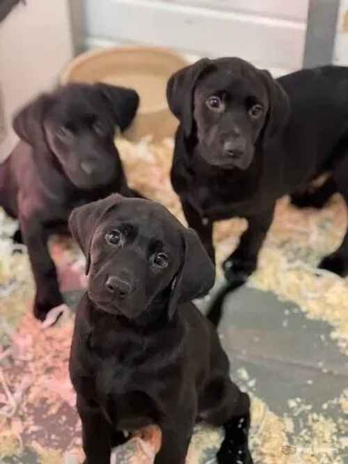 Pedigree Labrador pups for sale in Simonswood, Liverpool - Image 1