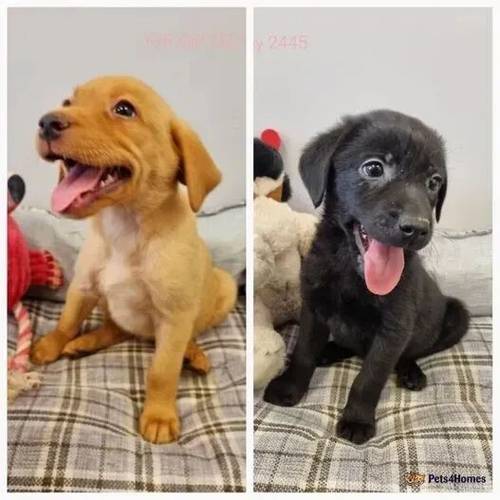 Stunning Fox Red & Black Lab puppies Ready Now for sale in Redmere, Ely - Image 1