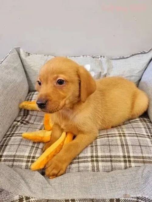 Stunning Fox Red & Black Lab puppies Ready Now for sale in Redmere, Ely - Image 3