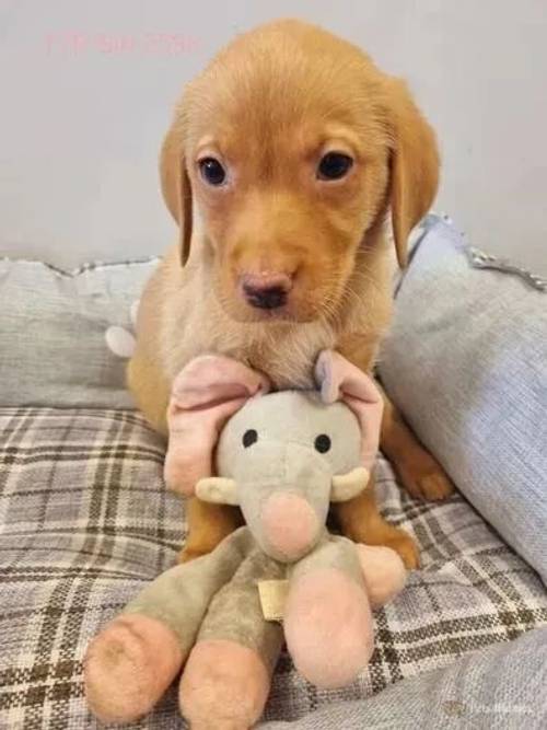 Stunning Fox Red & Black Lab puppies Ready Now for sale in Redmere, Ely - Image 4