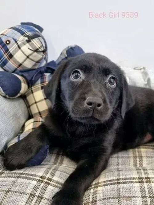 Stunning Fox Red & Black Lab puppies Ready Now for sale in Redmere, Ely - Image 5