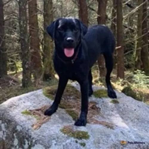 Labrador pups KC reg black and fox red for sale in Crosshill, Maybole - Image 2