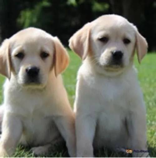 chunky broad head Labrador pups for sale in Teynham, Sittingbourne - Image 1