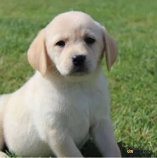 chunky broad head Labrador pups for sale in Teynham, Sittingbourne - Image 2