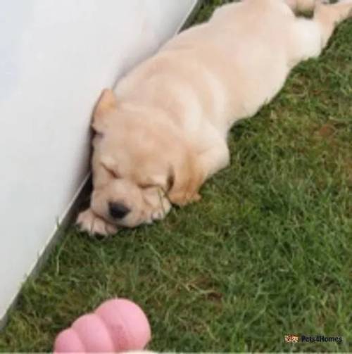 chunky broad head Labrador pups for sale in Teynham, Sittingbourne - Image 3