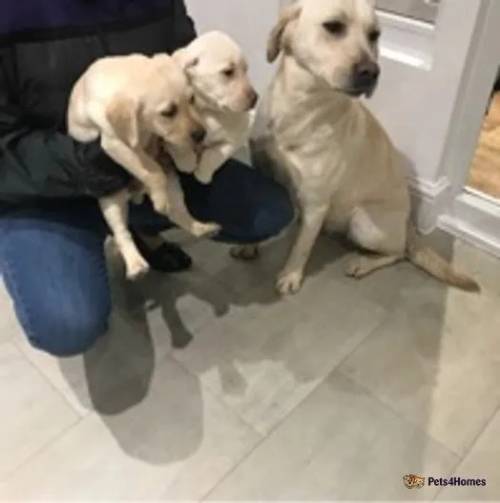 chunky broad head Labrador pups for sale in Teynham, Sittingbourne - Image 4