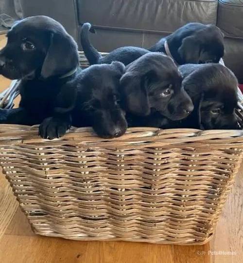 Wonderful Black Labrador Puppies For Sale in Tanners Green, Birmingham - Image 1