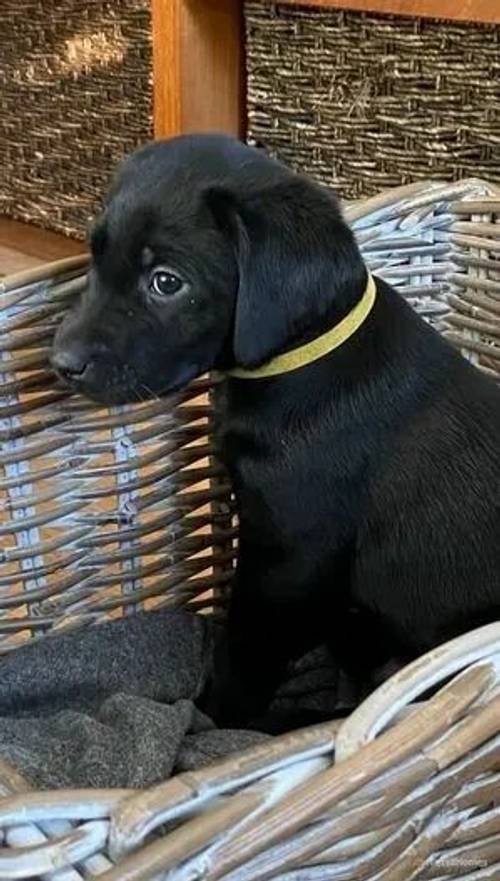 Wonderful Black Labrador Puppies For Sale in Tanners Green, Birmingham - Image 3