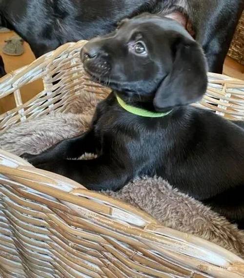 Wonderful Black Labrador Puppies For Sale in Tanners Green, Birmingham - Image 4