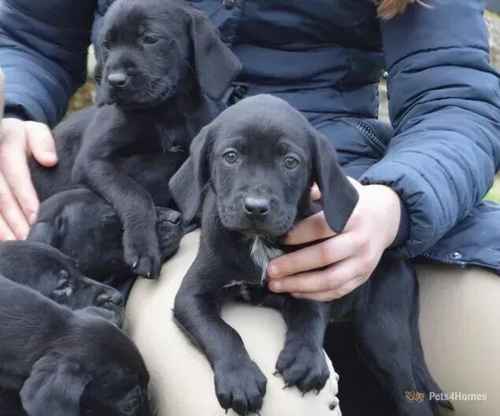 Labrador Puppies x GWP for sale in Ancrum, Jedburgh - Image 1