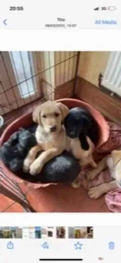 SUPERB KC RED AND GOLD LABRADOR PUPPIES for sale in Brobury, Herefordshire - Image 1