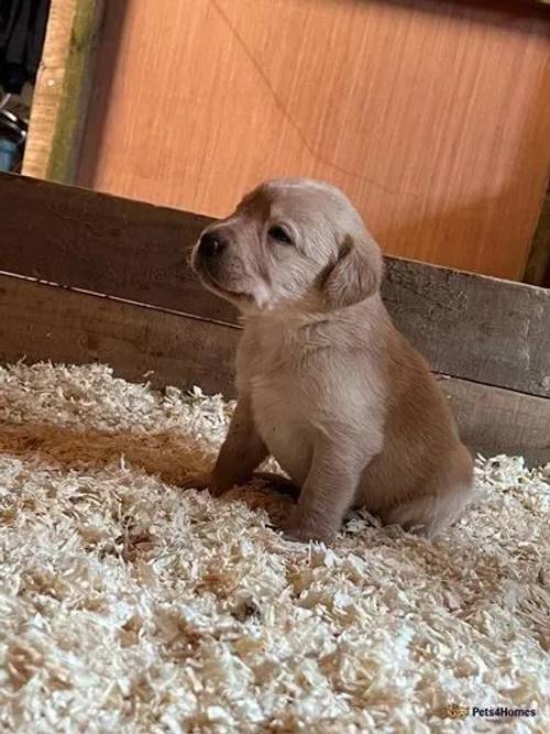 Yellow/ red labrador puppy's for sale in East Newton, Hull - Image 2