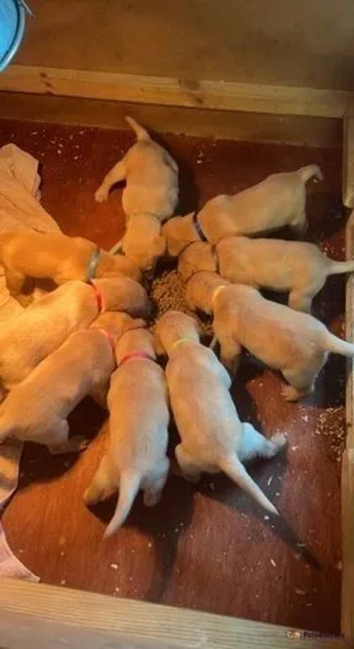 Yellow/ red labrador puppy's for sale in East Newton, Hull - Image 5