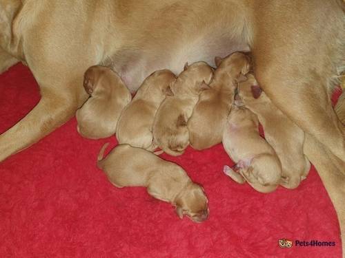 KC health tested fox red puppies for sale in Wainfelin, Pontypool - Image 1