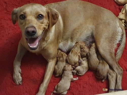 KC health tested fox red puppies for sale in Wainfelin, Pontypool - Image 3