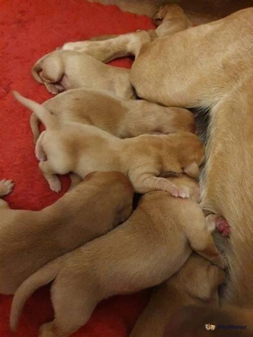 KC health tested fox red puppies for sale in Wainfelin, Pontypool - Image 5