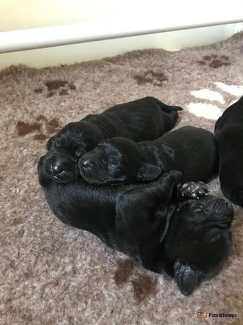 Exceptionally well bred Working Labradors puppies for sale in Howley, Chard - Image 1