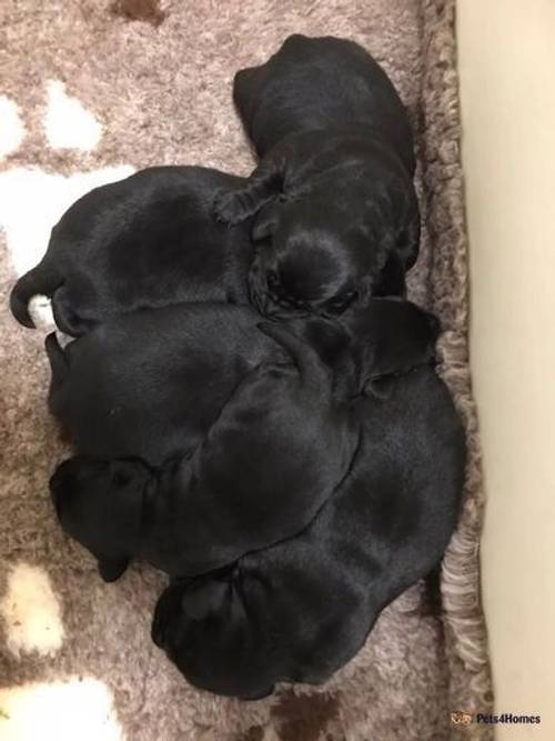 Exceptionally well bred Working Labradors puppies for sale in Howley, Chard - Image 2