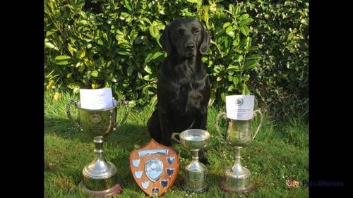 Exceptionally well bred Working Labradors puppies for sale in Howley, Chard - Image 3