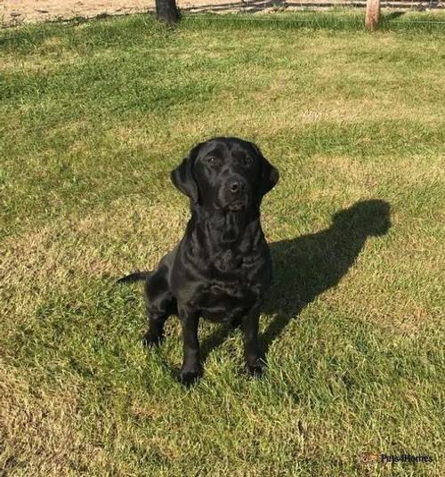 Exceptionally well bred Working Labradors puppies for sale in Howley, Chard - Image 4