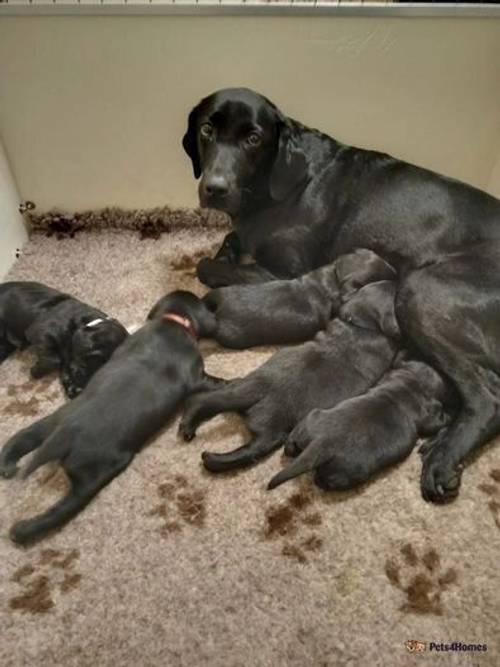 Exceptionally well bred Working Labradors puppies for sale in Howley, Chard - Image 5