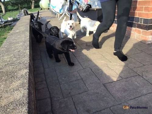 Beautiful litter of yellow & black labradors for sale in Melton Mowbray, Leicestershire - Image 1