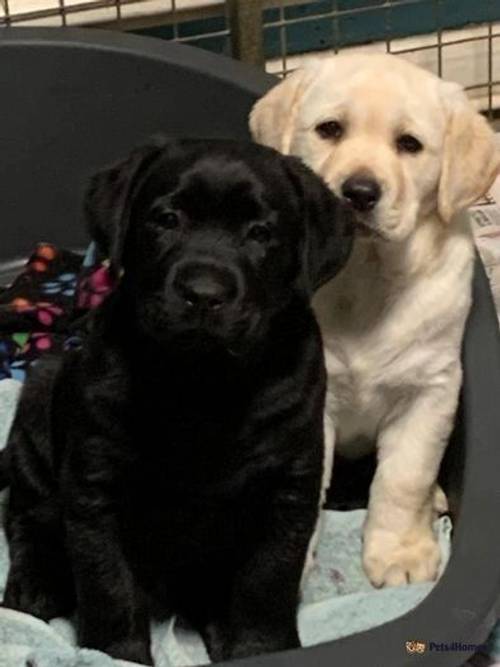 Beautiful litter of yellow & black labradors for sale in Melton Mowbray, Leicestershire - Image 2