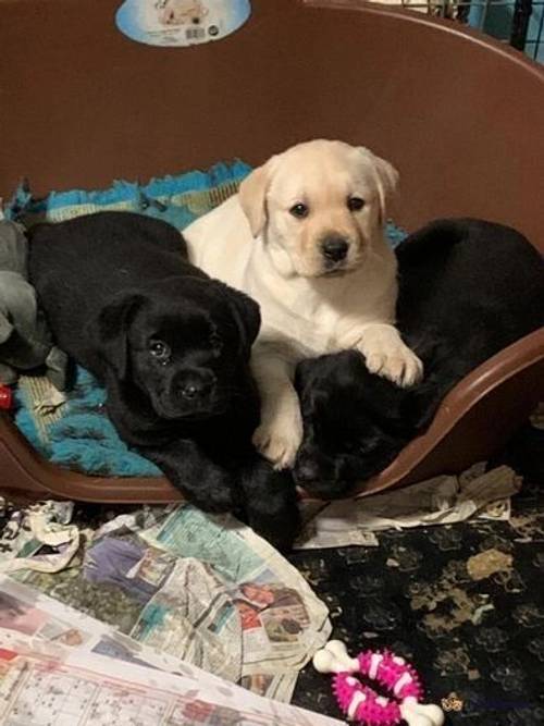 Beautiful litter of yellow & black labradors for sale in Melton Mowbray, Leicestershire - Image 3