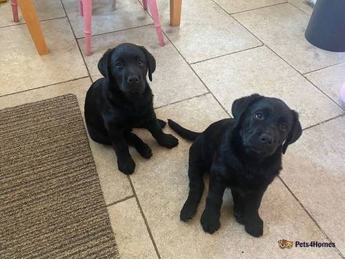 Beautiful litter of yellow & black labradors for sale in Melton Mowbray, Leicestershire - Image 4