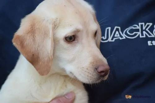 Fantastic Working type lab puppies for sale in Sutton Bridge, Spalding - Image 3