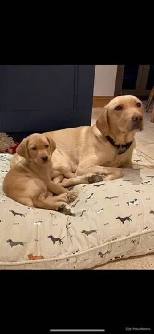 KC Registered -Fox Red Labrador puppies for sale in Tetbury, Gloucestershire - Image 2