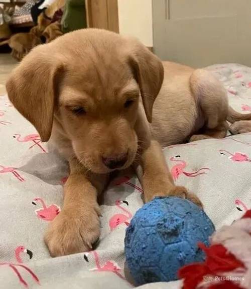 KC Registered -Fox Red Labrador puppies for sale in Tetbury, Gloucestershire - Image 5