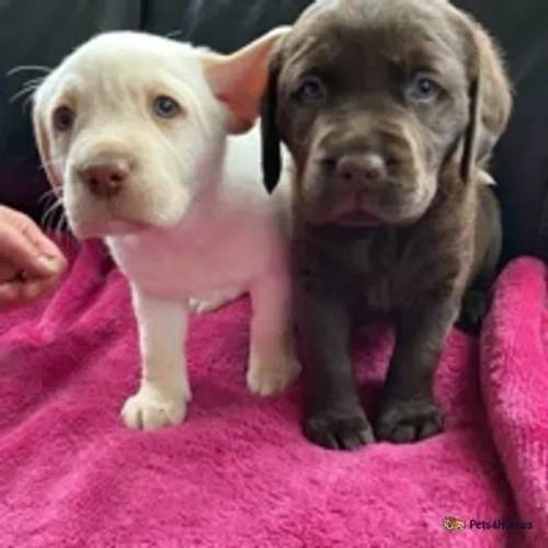 Choc & champagne carrying silver lab puppies for sale in Sutton In Ashfield, Nottinghamshire - Image 1