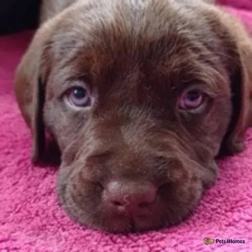 Choc & champagne carrying silver lab puppies for sale in Sutton In Ashfield, Nottinghamshire - Image 3