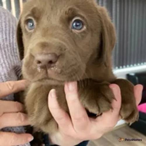 Choc & champagne carrying silver lab puppies for sale in Sutton In Ashfield, Nottinghamshire - Image 5