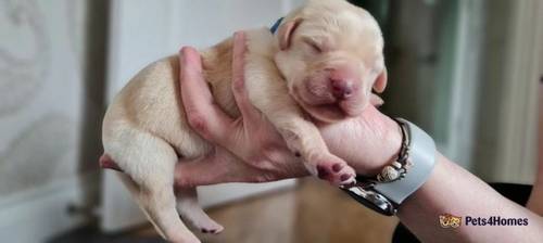 Gorgeous Labrador puppies for sale in Bideford, Devon - Image 1