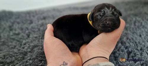 Gorgeous Labrador puppies for sale in Bideford, Devon - Image 3