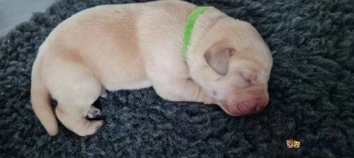 Gorgeous Labrador puppies for sale in Bideford, Devon - Image 4