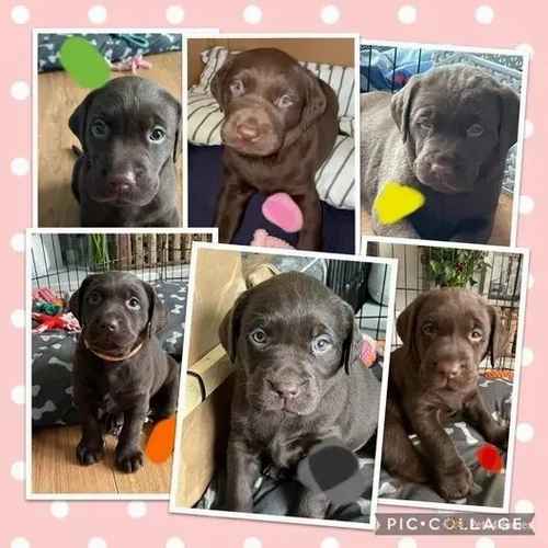 Chocolate Labrador Puppies for sale in Lower Darwen, Lancashire - Image 1