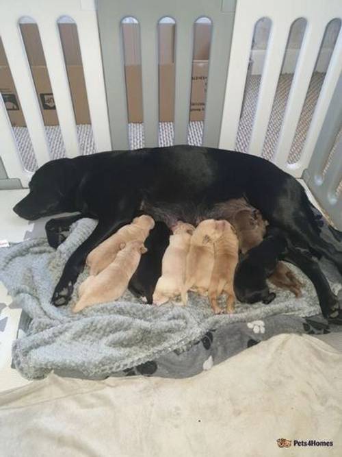 KC Registered Labrador puppies for sale in Alloa, Clackmannanshire - Image 1