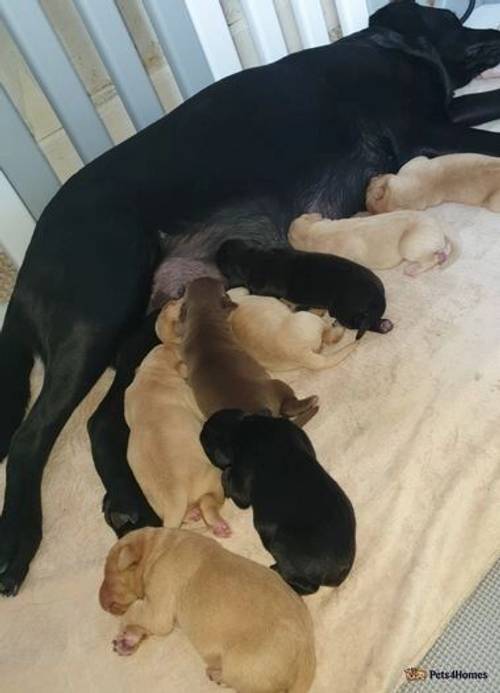 KC Registered Labrador puppies for sale in Alloa, Clackmannanshire - Image 2