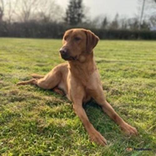 Fox Red Labrador Puppies for sale in Talwrn, Llangefni - Image 3