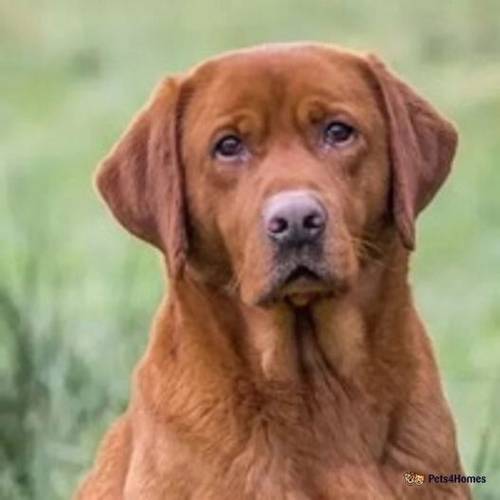 Fox Red Labrador Puppies for sale in Talwrn, Llangefni - Image 5